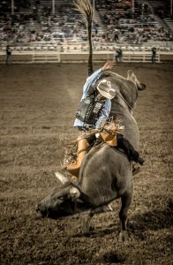 The Intensity of this Extreme Sport is Captured Clearly by this High Resolution Action Shot of a Bull-Rider in the Ring at a Western Rodeo.