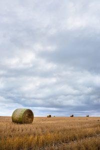 In Colorado, a Big Sky Opens Above Round Hay Bales on an Organic Farm. Grass-fed Cattle Depend on Hay from Organic Farms for Winter Feeding.