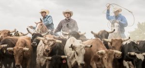 Three Cowboys in Western Wear Ride Horses to Drive Steers in Colorado. Cowboy Clothes are Iconic in this Series by Tyler Stableford.