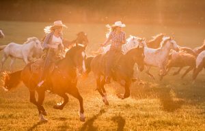 In Colorado, Cowgirls Drive the Horses in from the Fields on their Ranch. Modern Cowgirls wear Tough Jeans and Work Wear.