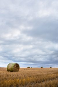 Hay Bails In A Field In Colorado