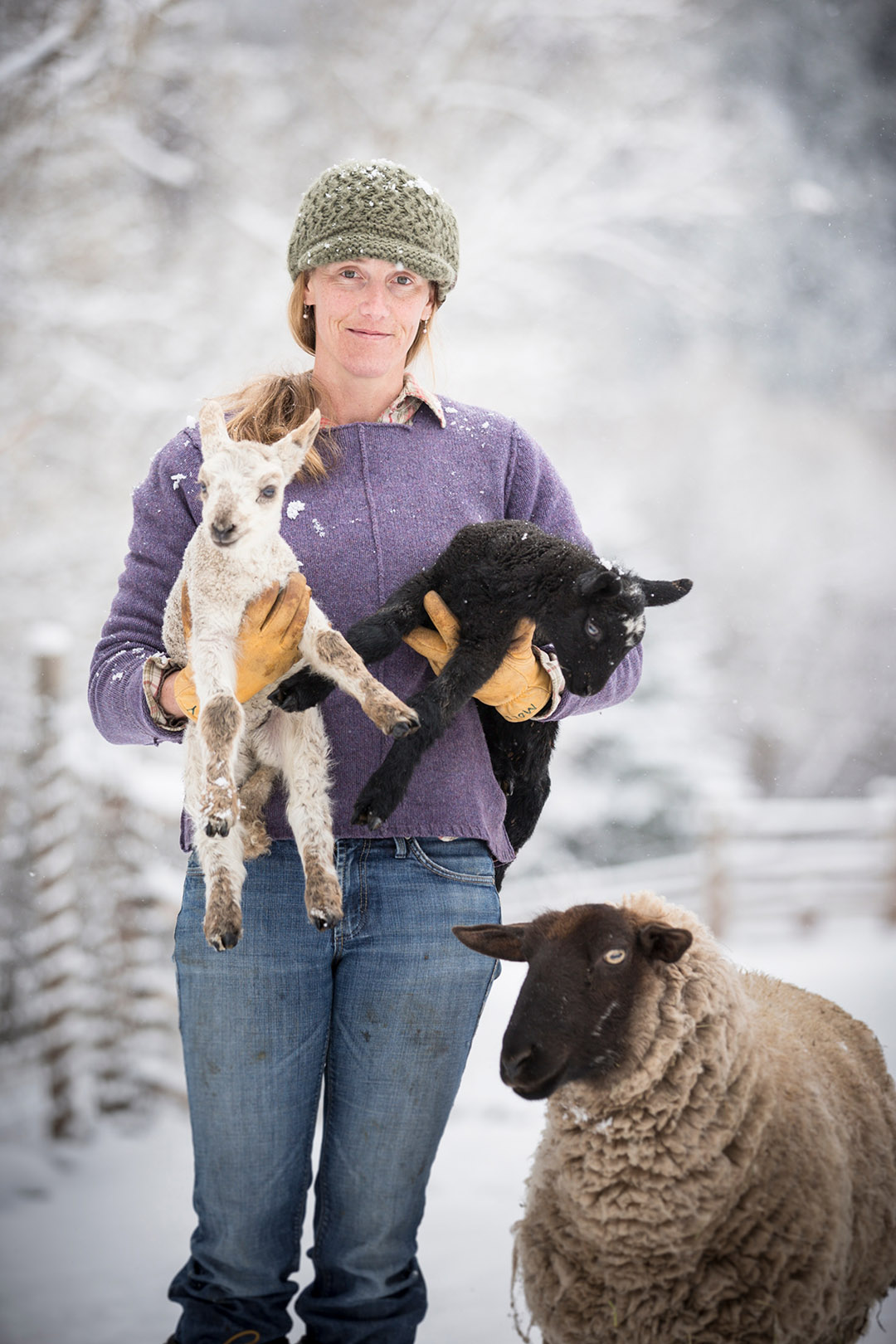 A Female Rancher Holds Young Spring Lambs On Organic Ranch In Colorado