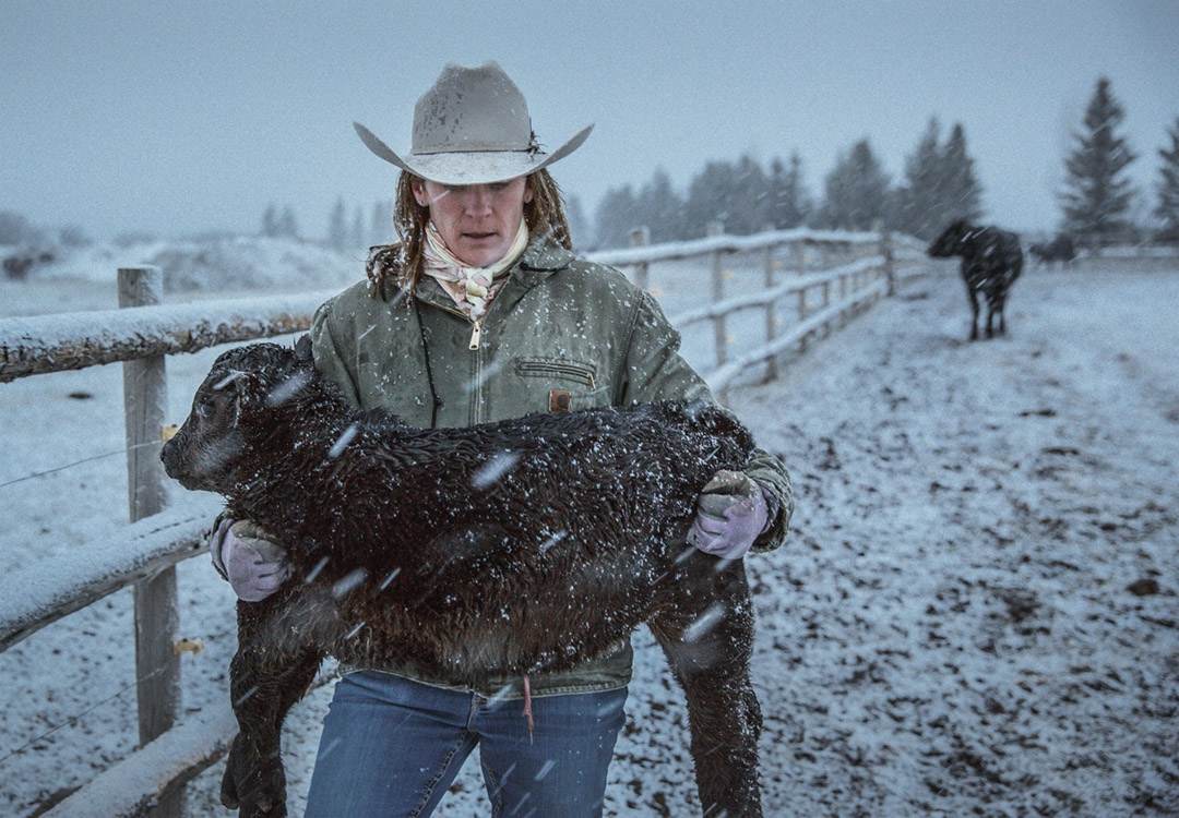 A Female Rancher Carries Calf In A Muddy Field On Her Ranch In Colorado