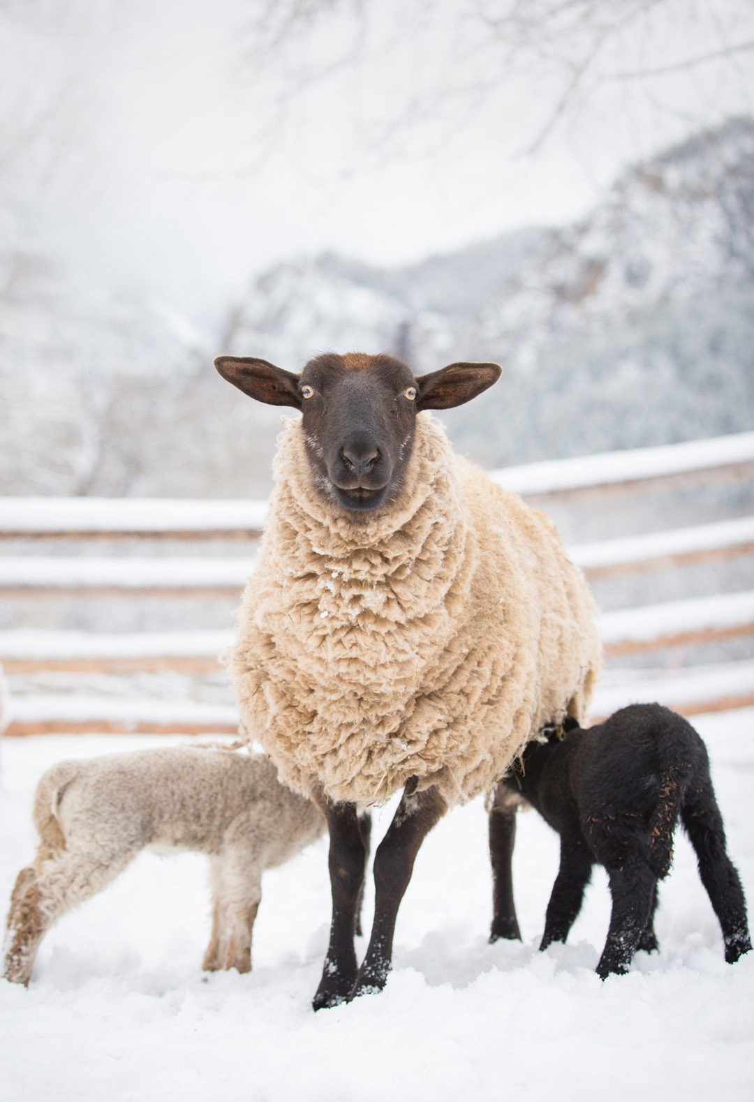 Lambs Grazing On Colorado Ranch