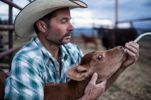 Farmer Feeds Calf On His Ranch In Rural Colorado For Organic Milk