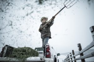 A Woman Moving Hay Around To Feed Cattle On Her Ranch