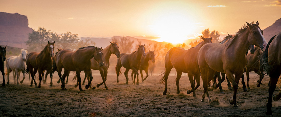 Wild Horses Run Through The Sun At Sunset