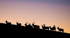 Elk, mule deer and pronghorn antelope hunting at Elkhorn Lodge near Craig, CO. A Hunter's Paradise.
