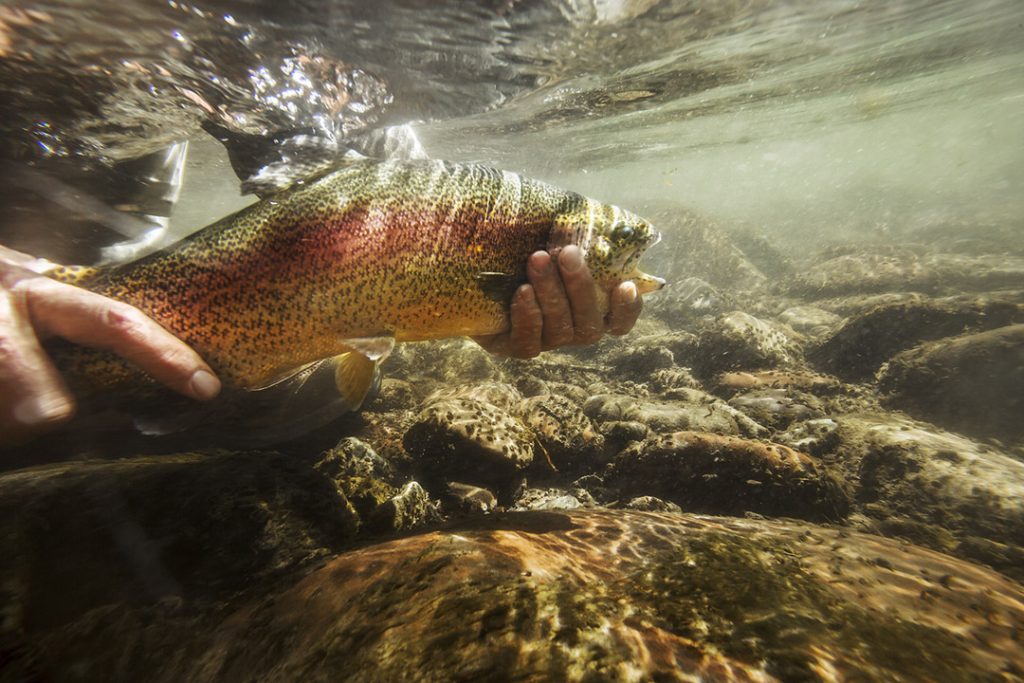 This Beautiful Photograph of a Rainbow Trout Captures the Dynamic Lights and Currents of Clear Mountain Streams. A Fisherman's Hands Hold His Prize.