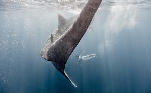In a Beautiful, Peaceful Moment, Captured by Fine Art Photographer from Aspen, a Swimming Woman and Whale Shark Swim Together.