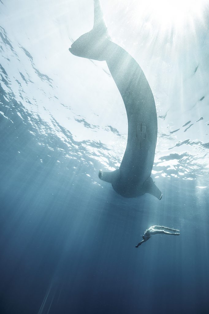 In this Portrait, a Woman Swims Gracefully Next to a Gentle Whale Shark in the Caribbean Sea near Mexico Without Scuba Gear or Snorkel.