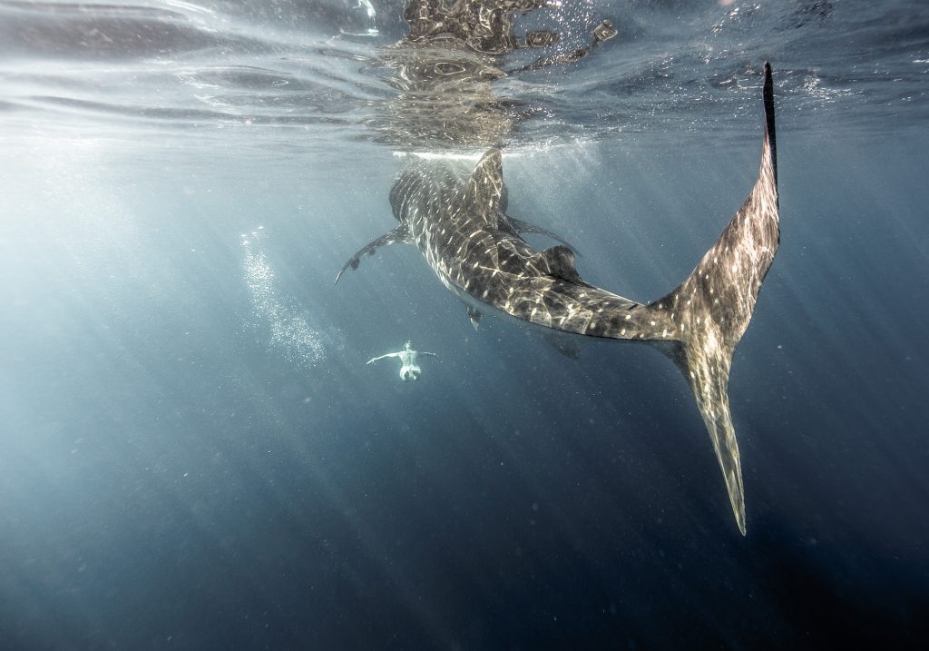 This Photograph is the Real Image of a Swimming Woman Below a Whale Shark as Sunlight Slants through the Water. Shot Using a Canon 5D Mark III and Aquatech Sport Housing.