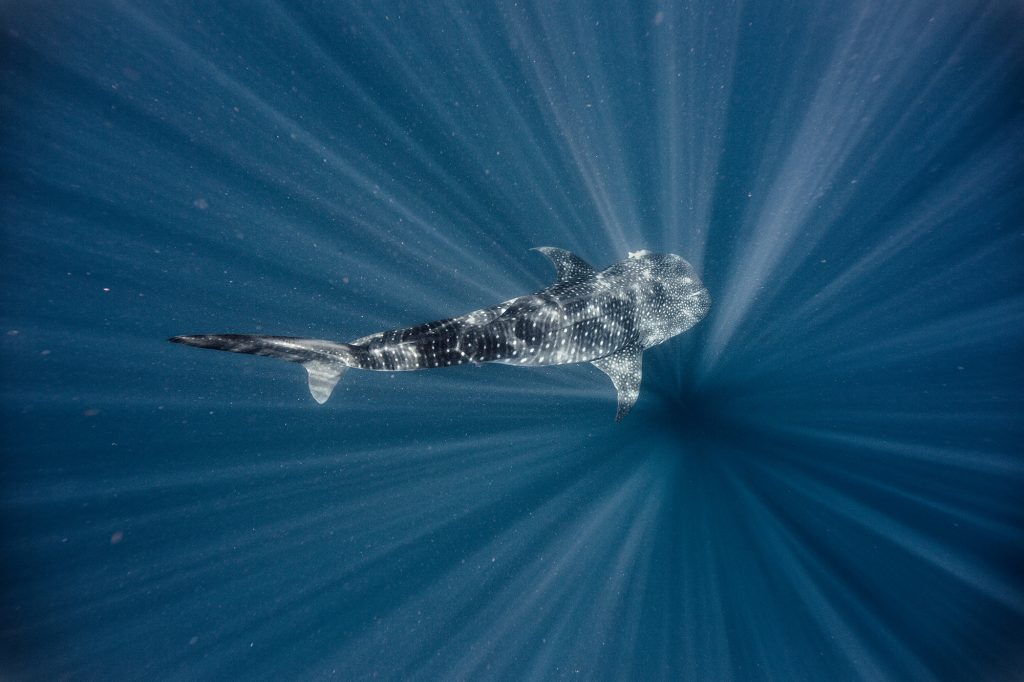 This Incredible Fine-Art Image of a Whale Shark Swimming in the Caribbean was Taken Underwater by Professional Photographer Tyler Stableford.