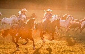 Durable Jeans, Boots, and Cowboy Hats are Part of Daily Life for Ranch Hands and Cowgirls. In this Professional Photograph, Two Cowgirls Dive the Herd into Higher Pastures.