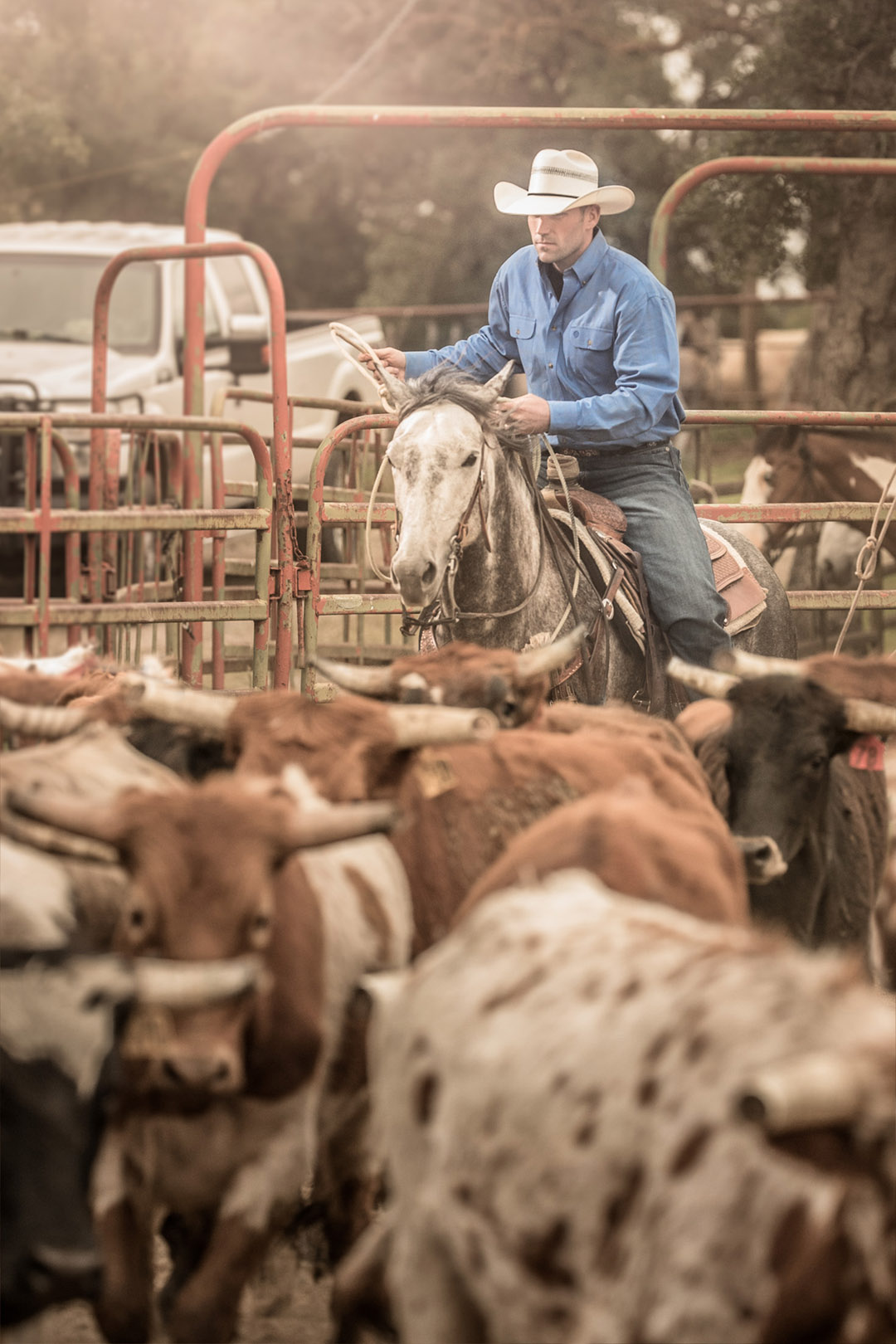 Cowboy Herds Cattle on A Ranch In California