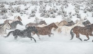 A herd of horses gallops through snow
