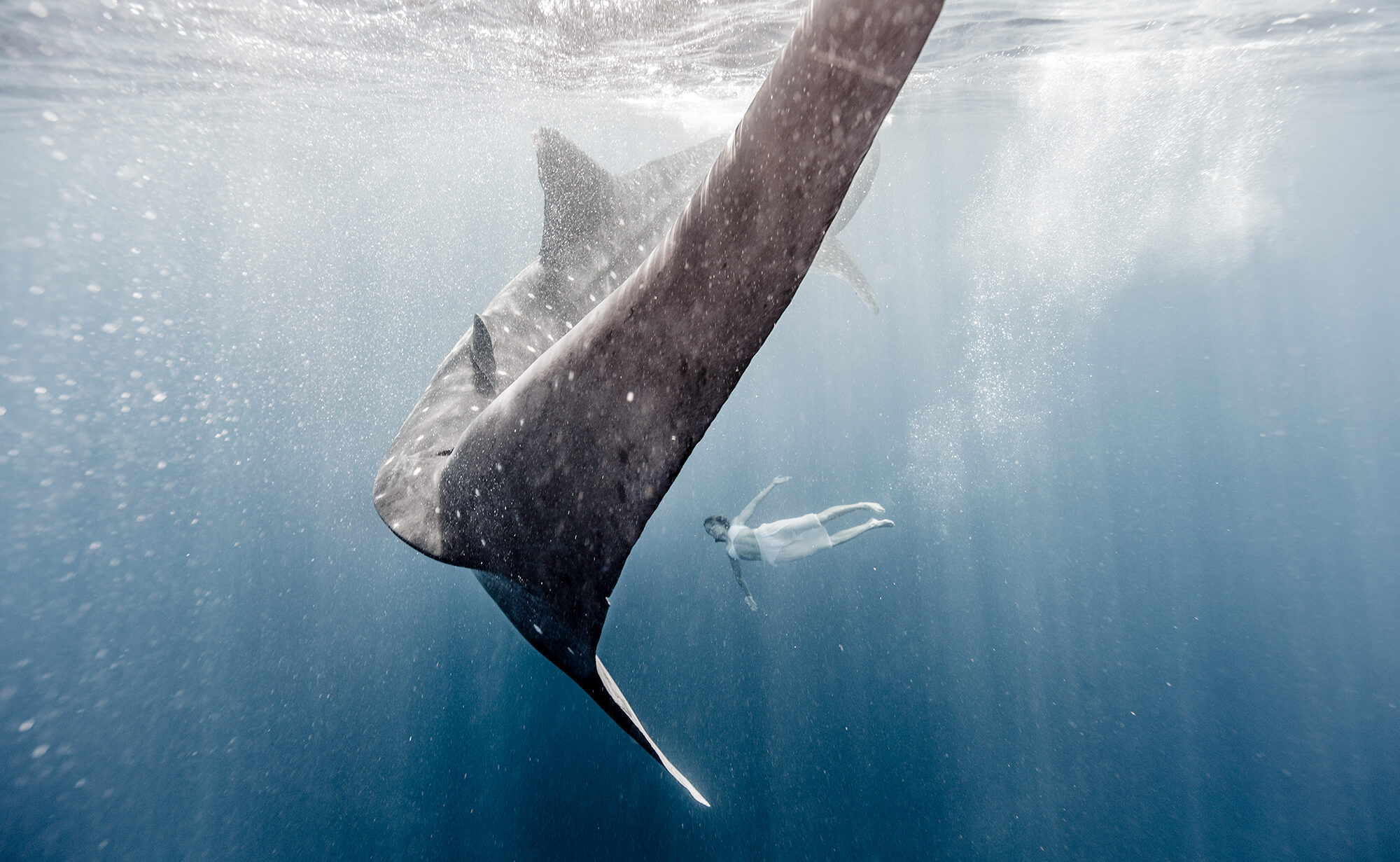 A swimmer and a whale shark underwater.